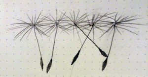 Dandelion seeds drawing